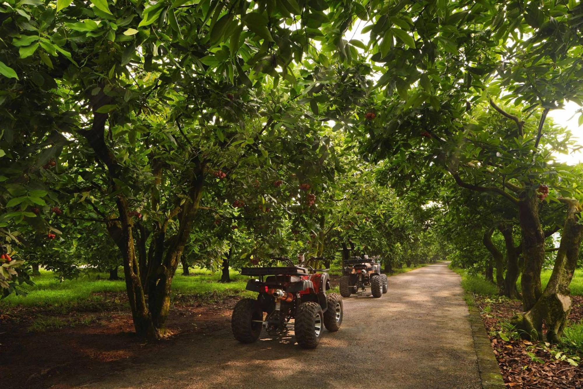 The Westin Desaru Coast Resort Exterior photo Chestnut trees in the UK
